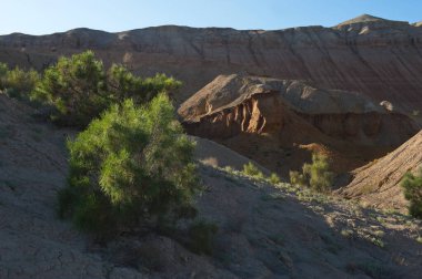 Almaty, Kazakistan - 06.24.2013: Kumlu ve kayalık bir geçitte çalılar ve küçük ağaçlar. Park Altyn Emel.