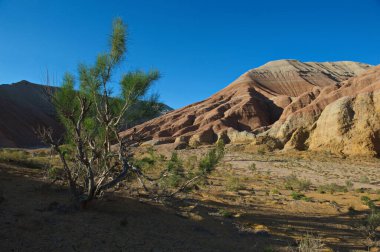 Almaty, Kazakistan - 06.24.2013: Kumlu ve kayalık bir geçitte çalılar ve küçük ağaçlar. Park Altyn Emel.