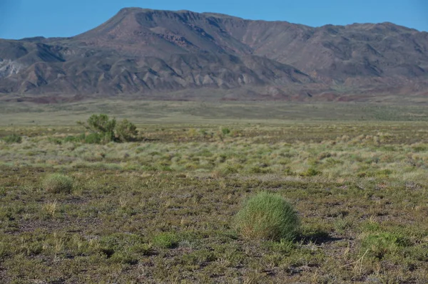 Almaty Kazachstan 2013 Heesters Kleine Bomen Zandvallei Van Het Natuurreservaat — Stockfoto