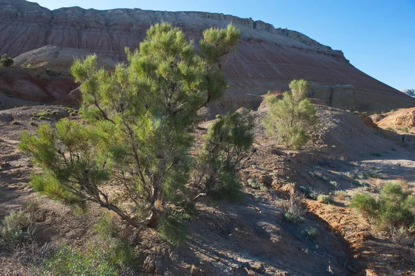 Almaty Kazachstan 2013 Heesters Kleine Bomen Zandvallei Van Het Natuurreservaat — Stockfoto