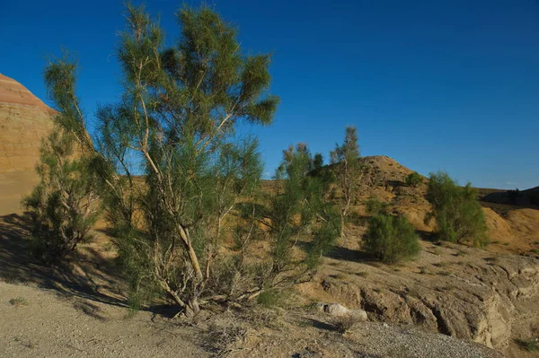 Almaty Kazakhstan 2013 Shrubs Small Trees Sandy Valley Altyn Emel — Stock Photo, Image