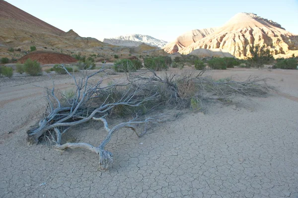 Almaty, Kazakistan - 06.24.2013: Altyn Emel Milli Parkı vadisinde taşlaşmış ağaç dalları