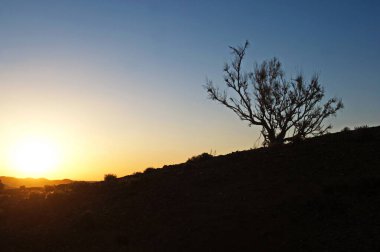 Almaty, Kazakistan - 06.25.2013: Altyn Emel Doğa Koruma Alanı 'nda doğan güneşin ışığında tepenin üzerindeki bir ağacın silüeti
