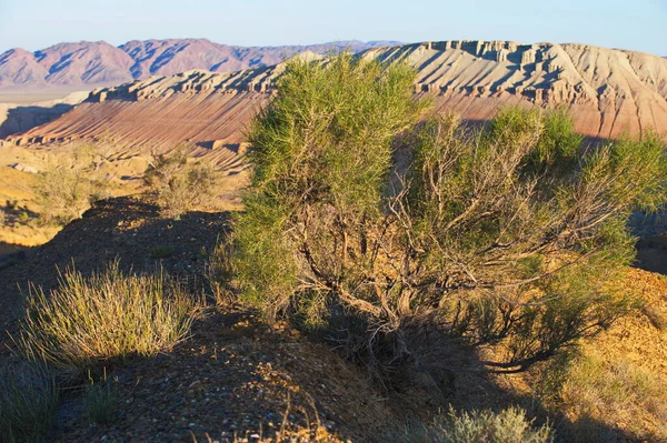 Almaty Kazachstan 2013 Bomen Struiken Groeien Langs Zand Rotsachtige Heuvels — Stockfoto