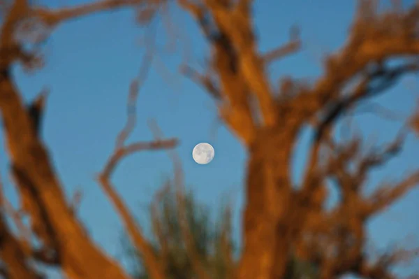 Almaty Kasachstan 2013 Mond Himmel Durch Die Äste Eines Versteinerten — Stockfoto