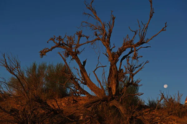 Almaty Kazakhstan 2013 Petrified Tree Trunk Bright Light Sun Background — Stock Photo, Image