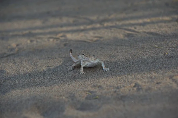 Almaty Kazakhstan 2013 Lizard Sandy Rocky Ground Altyn Emel Nature — Stock Photo, Image