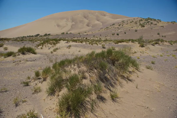 Almaty Kazakhstan 2013 Shrubs Small Trees Growing Sand Hills Singing — 图库照片