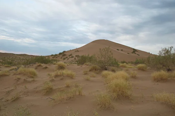 Almaty Kazakhstan 2013 Shrubs Small Trees Growing Sand Hills Singing — 图库照片