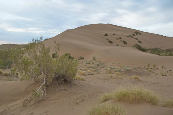 Almaty Kazakhstan 2013 Shrubs Small Trees Growing Sand Hills Singing — 图库照片