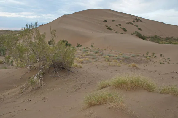 Almaty Kazakhstan 2013 Shrubs Small Trees Growing Sand Hills Singing — 图库照片