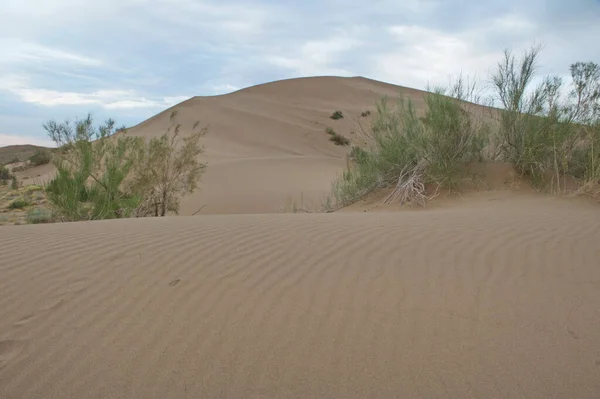 Almaty Kazakhstan 2013 Shrubs Small Trees Growing Sand Hills Singing — 图库照片