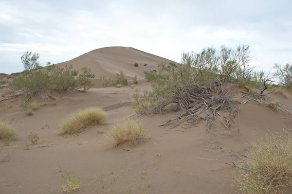 Almaty Kazakhstan 2013 Shrubs Small Trees Growing Sand Hills Singing — 图库照片