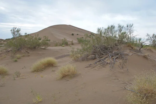 Almaty Kazakhstan 2013 Shrubs Small Trees Growing Sand Hills Singing — 图库照片