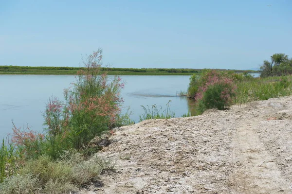 Almaty Kazakhstan 2013 Shrubs Grow River Altyn Emel Nature Reserve — Stock Photo, Image