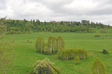 Ridder, Kazakistan - 06.05.2013: Dağlık bölgedeki tepelerde ağaçlar, çalılar ve çeşitli otlar yetişiyor
