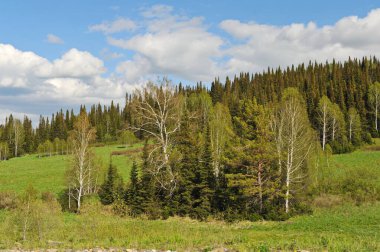 Ridder, Kazakistan - 06.05.2013: Dağlık bölgedeki tepelerde ağaçlar, çalılar ve çeşitli otlar yetişiyor