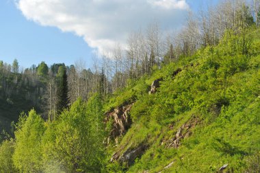 Ridder, Kazakistan - 06.05.2013: Dağlık bölgedeki tepelerde ağaçlar, çalılar ve çeşitli otlar yetişiyor