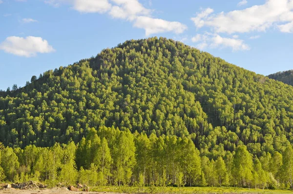 Ridder Kazakistan 2013 Dağlık Bölgedeki Tepelerde Ağaçlar Çalılar Çeşitli Otlar — Stok fotoğraf