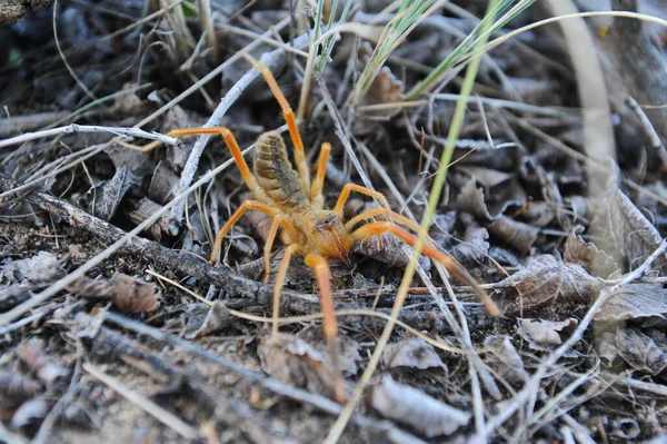 Almaty Kazakhstan 2013 Spider Phalanx Insect Wild Grass — Stock Photo, Image