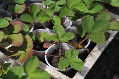 Almaty, Kazakistan - 06.14.2013: Seraların birinde farklı türde çilek tohumları ve tatlar