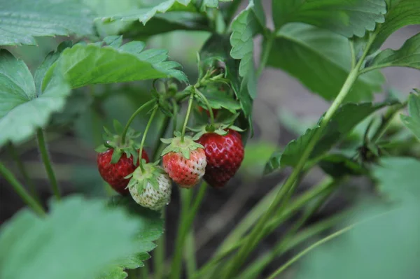 Almaty Kazachstan 2013 Aardbeienzaailingen Van Verschillende Rassen Smaken Een Van — Stockfoto