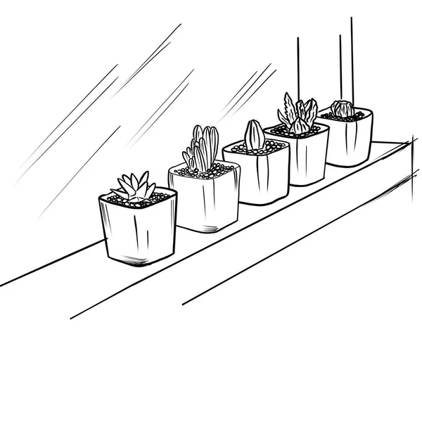 Cacti Succulents Different Types Pots Sketch Drawing Digital Illustration — Stock Photo, Image