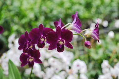 Hainan, Çin - 08.01.2012: Orkideler yıl boyunca sera koşulları altında yetiştirilir