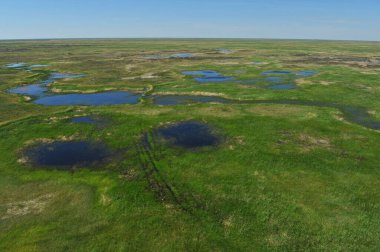 Zhambyl bölgesi, Kazakistan - 05.17. 2013: Nehir yatağı ve otlayan hayvanlar için farklı bitki örtüsü olan açık bir vadi