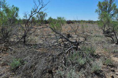 Zhambyl bölgesi, Kazakistan - 05.17. 2013: Vadinin kumlu ve kayalık zemininde çeşitli çalılıklar ve çiçek açan bitkiler.