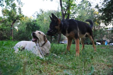 İki safkan evcil köpek şehir parkında yürüyor..