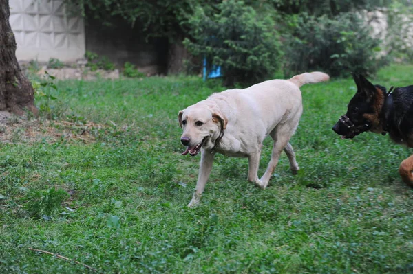 Dois Cães Domesticados Raça Pura Caminham Parque Cidade — Fotografia de Stock