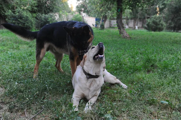 Dois Cães Domesticados Raça Pura Caminham Parque Cidade — Fotografia de Stock