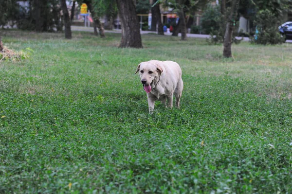 Two Purebred Tamed Dogs Walk City Park — Stock Photo, Image