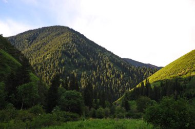 Tien Shan köknar ağaçları, ağaçlar ve Almaty yakınlarındaki dağlık bir alanda çeşitli bitkiler.
