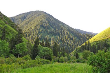 Tien Shan köknar ağaçları, ağaçlar ve Almaty yakınlarındaki dağlık bir alanda çeşitli bitkiler.