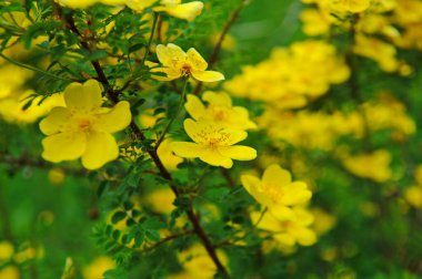 Almaty yakınlarındaki dağlık bir alanda çalılar, kır çiçekleri ve çeşitli bitkiler.