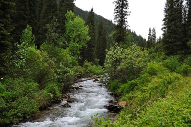 Turgen Nehri, Almaty yakınlarındaki dağlık bir bölgede toprak boyunca akar.