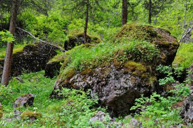 Almaty yakınlarındaki dağlık bir alanda çalılar, kır çiçekleri ve çeşitli bitkiler.