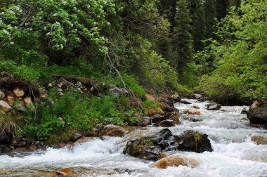 Turgen Nehri, Almaty yakınlarındaki dağlık bir bölgede toprak boyunca akar.