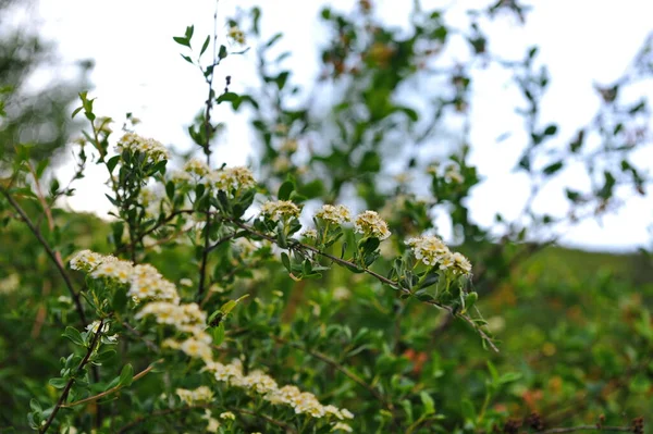 阿拉木图附近山区的灌木 野花和各种植被 — 图库照片