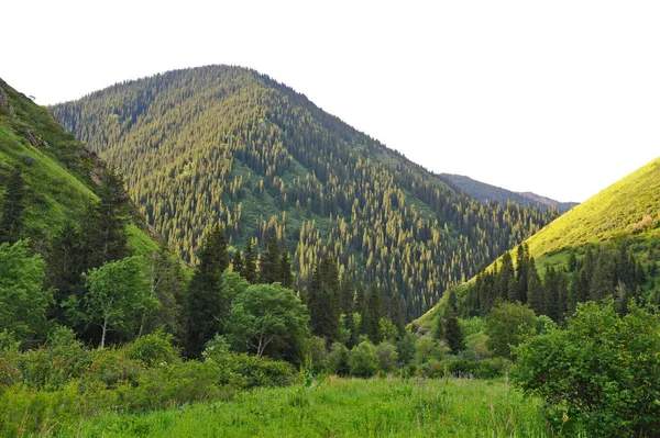 Tien Shan Dennenbomen Bomen Diverse Vegetatie Een Bergachtig Gebied Bij — Stockfoto