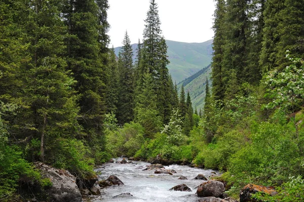 Turgen Nehri Almaty Yakınlarındaki Dağlık Bir Bölgede Toprak Boyunca Akar — Stok fotoğraf