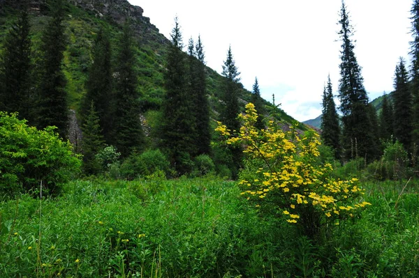 Heesters Wilde Bloemen Diverse Vegetatie Een Bergachtig Gebied Bij Almaty — Stockfoto