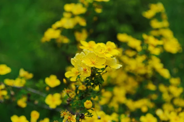 Shrubs Wildflowers Various Vegetation Mountainous Area Almaty — Stock Photo, Image