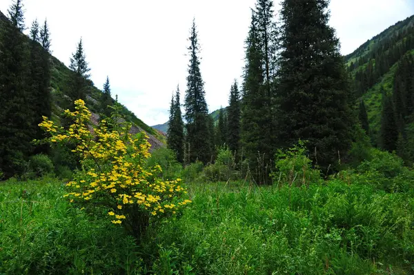 Almaty Yakınlarındaki Dağlık Bir Alanda Çalılar Kır Çiçekleri Çeşitli Bitkiler — Stok fotoğraf