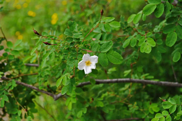 Arbustos Flores Silvestres Várias Vegetação Uma Área Montanhosa Perto Almaty — Fotografia de Stock