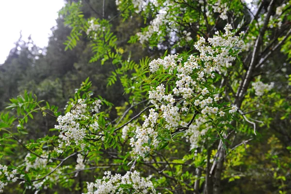 Arbustes Fleurs Sauvages Végétation Variée Dans Une Région Montagneuse Près — Photo
