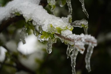 Çalıların dallarında taze yapraklı küçük sarkıtlar..