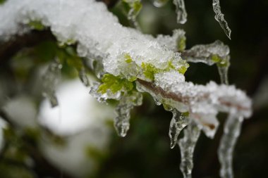 Çalıların dallarında taze yapraklı küçük sarkıtlar..
